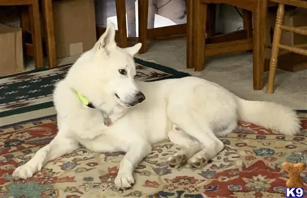 Siberian Husky stud dog